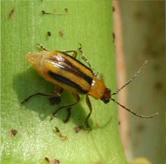 Insect resistant gm corn