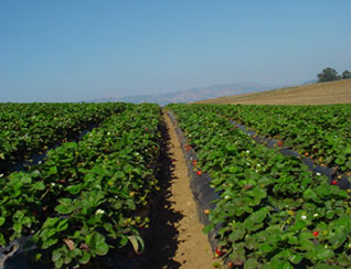 Organic Strawberry Field