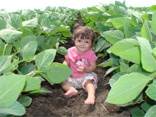 <p>Sign of the Times: Wyffels Hybrids advertises for its non-GMO corn seed on a billboard in Iowa</p>